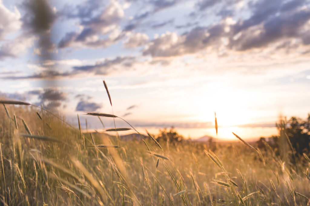 Wiese im Sonnenuntergang